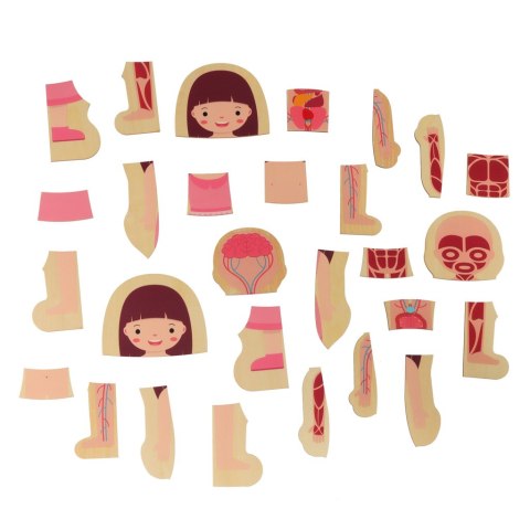 Puzzle drewniane warstwowe budowa ciała montessori dziewczynka Kik Sp. z o. o. Sp. k.