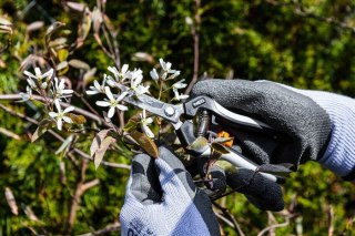 SEKATOR DO MŁODYCH PĘDÓW 185MM ZAKRES DO 6MM. NEO